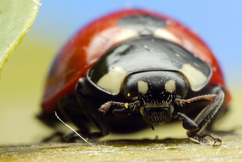 Lady Bug Pest Control - Buckmaster Pest Control